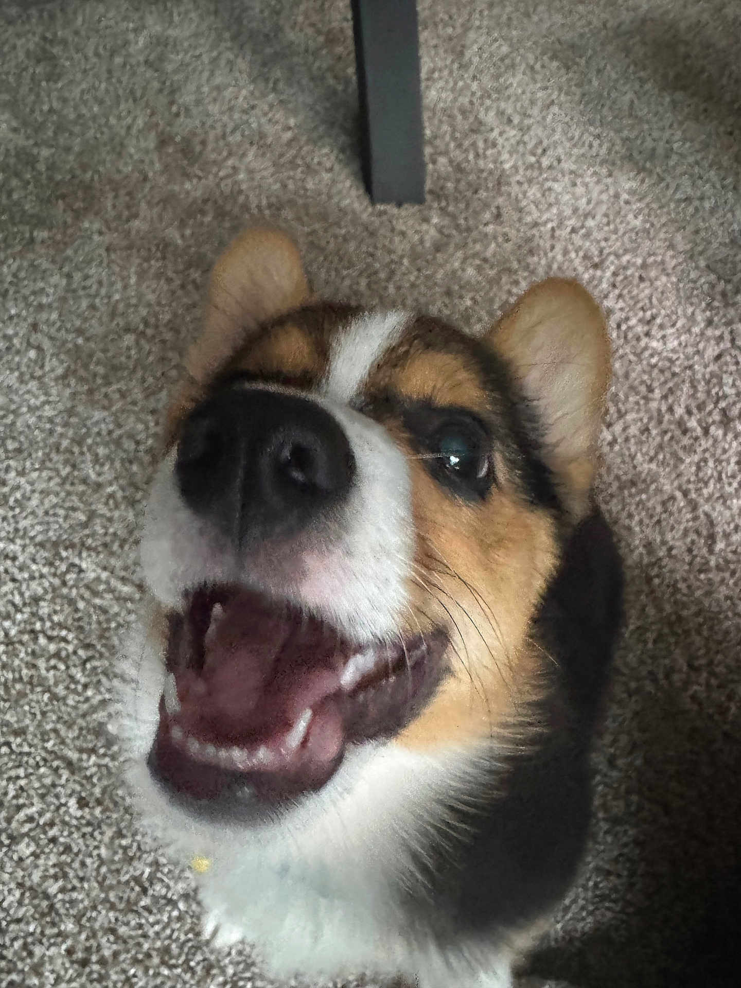 Milo