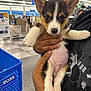 Milo joined the competition — help win amazing prizes! animal, clothing, cute, dog, ears, floor, fur, hand, holding, indoor, mammal, person, pet, puppy, shopping_cart, sleeve, store, tricolor, whiskers, young