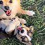 Milo joined the competition — help win amazing prizes! adorable, animal, closeup, collar, cute, daylight, dog, friendly, fur, grass, happy, nature, outdoor, pet, playful, puppy, smiling, tongue, two_dogs, young