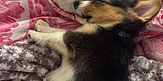 Milo is registered to the contest to win money with this photo: animal, blanket, companion, cozy, cute, dog, duck, fur, indoor, pet, pink, puppy, purple, relaxation, resting, sleeping, snuggling, soft, stuffed_animal, young_dog