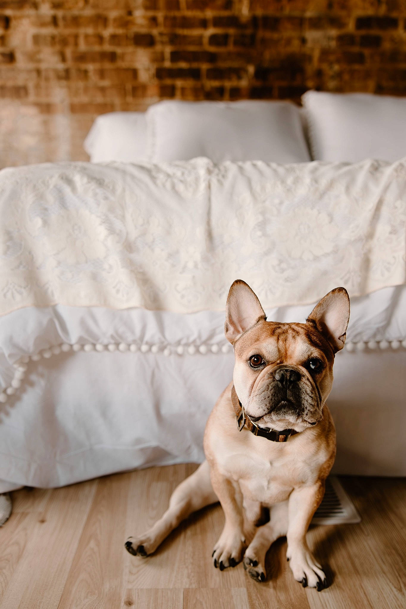 Chapo joined the competition — help win amazing prizes! bulldog, canidae, carnivore, comfort, companion_dog, dog, dog_breed, fawn, floor, flooring, french_bulldog, hardwood, linens, plant, snout, sporting_group, terrestrial_animal, toy_dog, wood, working_animal