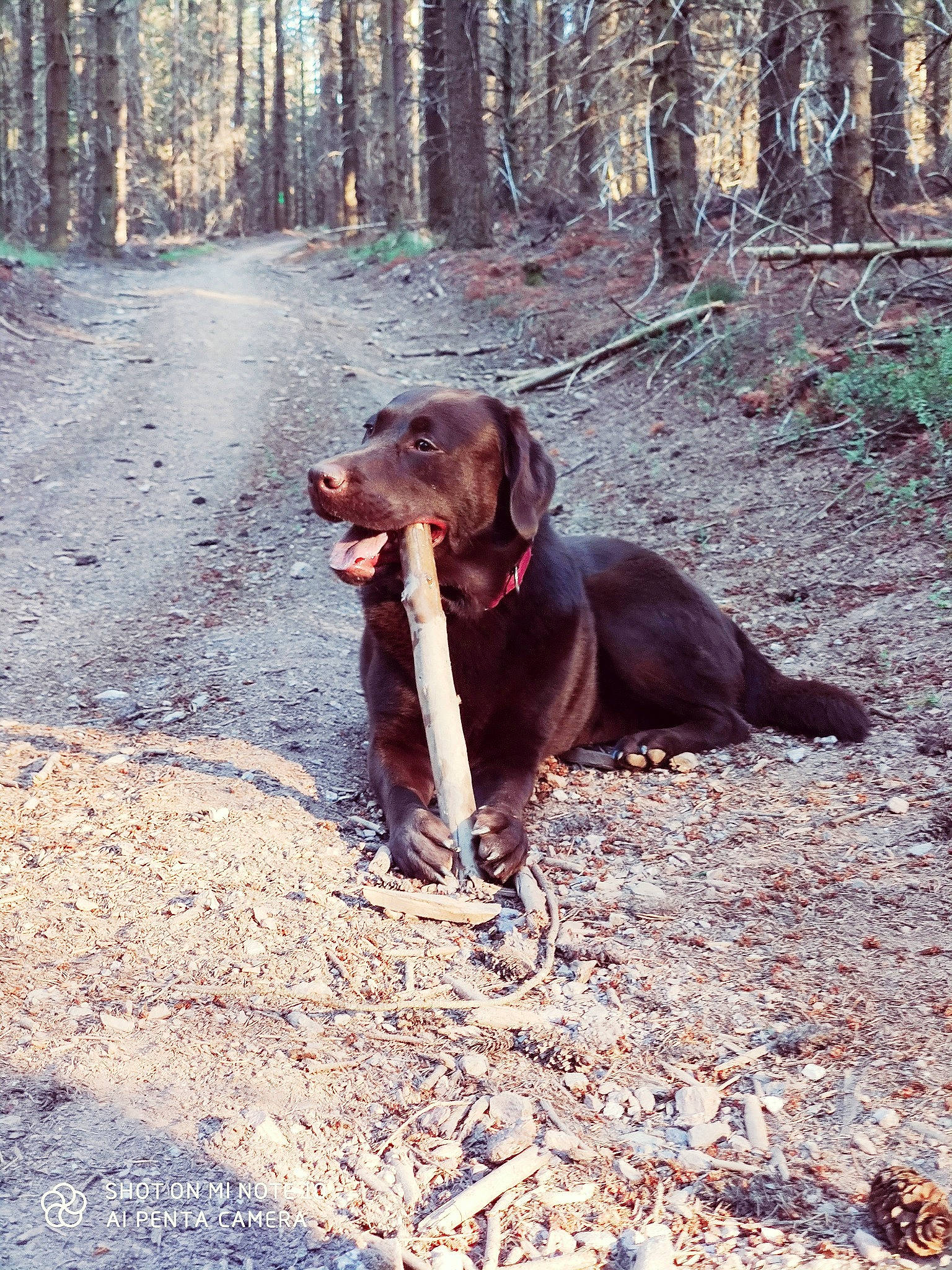 Nelly participe au concours pour gagner de l'argent avec cette photo : canidae, carnivore, collar, companion_dog, dog, dog_breed, dog_collar, fawn, forest, gun_dog, liver, plant, snout, sporting_group, terrestrial_animal, tree, walking, wood, woodland, working_animal