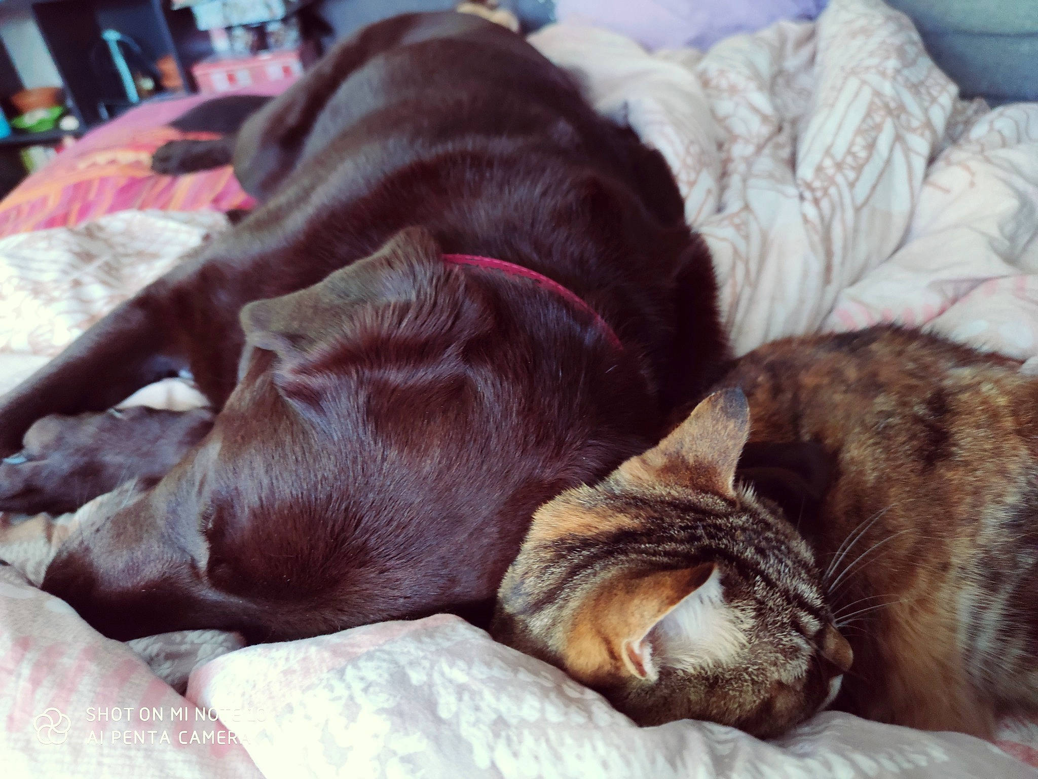 Nelly participe au concours pour gagner de l'argent avec cette photo : brown, canidae, carnivore, cat, comfort, companion_dog, dog, dog_breed, domestic_short_haired_cat, fawn, felidae, fur, guard_dog, linens, liver, small_to_medium_sized_cats, sporting_group, vertebrate, whiskers, working_animal