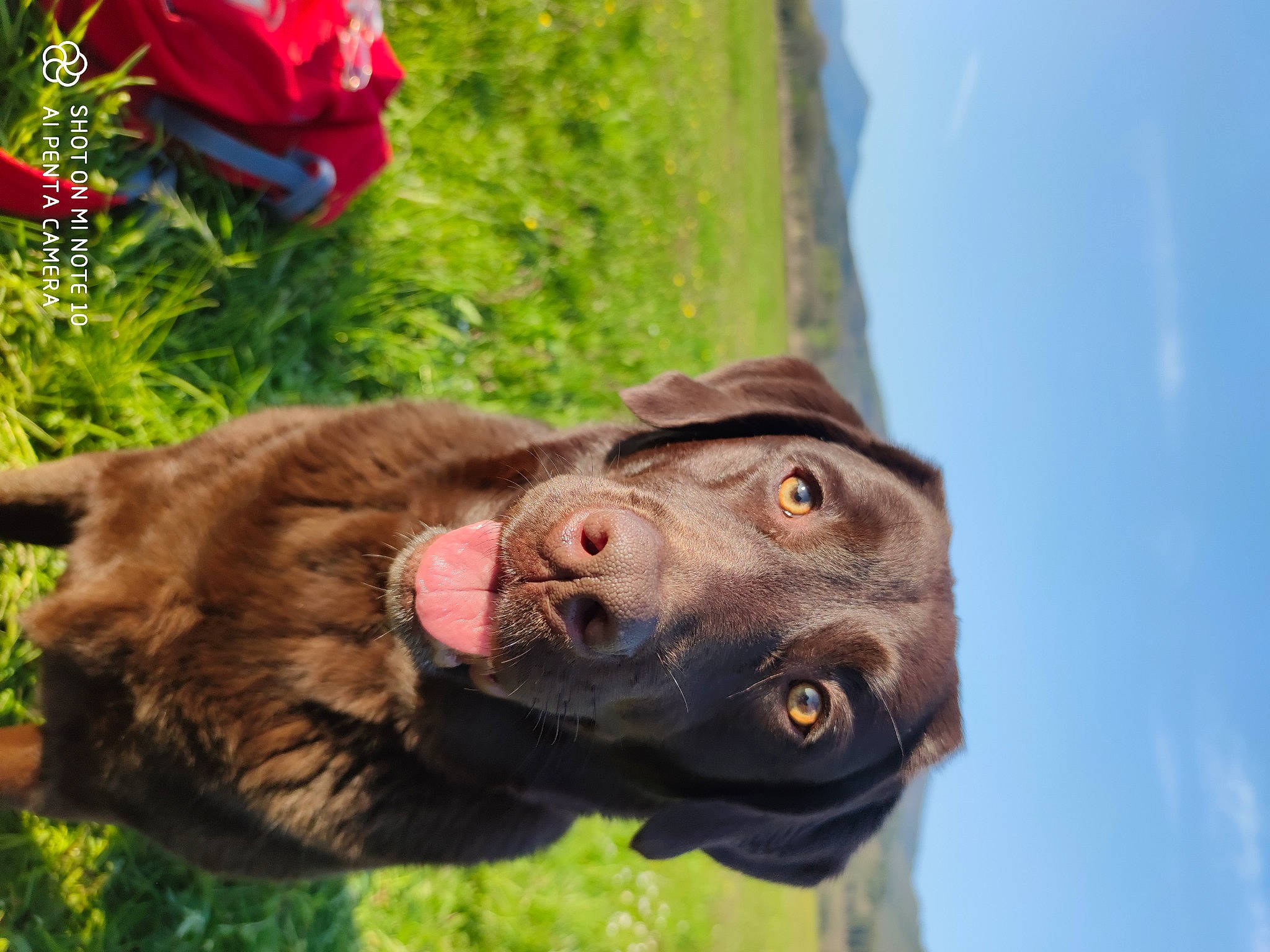 Nelly participe au concours pour gagner de l'argent avec cette photo : carnivore, companion_dog, dog, dog_breed, dog_collar, fawn, grass, liver, personal_protective_equipment, plant, pointing_breed, retriever, sculpture, sky, snout, sporting_group, terrestrial_animal, whiskers, working_animal, wrinkle