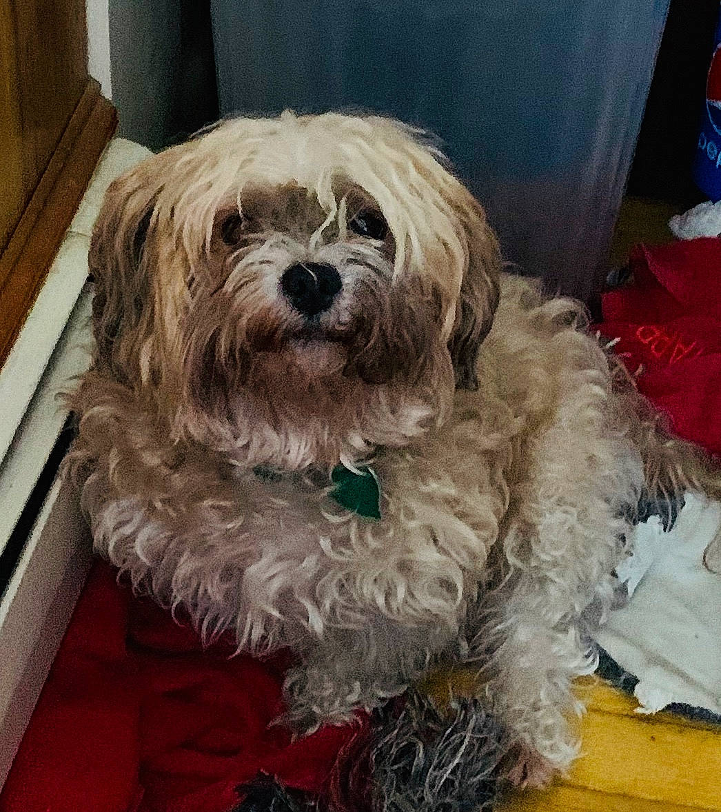 Teddy joined the competition — help win amazing prizes! bolonka, canidae, carnivore, catalan_sheepdog, chinese_imperial_dog, cockapoo, companion_dog, dog, dog_breed, havanese, kyi_leo, lhasa_apso, lowchen, maltepoo, maltese, mammal, shih_tzu, terrier, tibetan_terrier, vertebrate