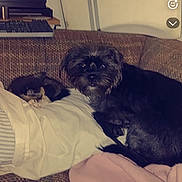 Bugga Boy is registered to the contest to win money with this photo: animal, black_dog, blanket, cat, clock, companion, couch, cozy, dog, domestic, furniture, home, indoor, nap, pet, relaxing, resting, sleeping_cat, small_dog, vintage_clock