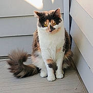Dotty Daisy joined the competition — help win amazing prizes! animal, calico, calm, cat, curious, cute, domestic_cat, ears, feline, fluffy_tail, fur, golden_eyes, house_siding, outdoor, pet, porch, shadow, sitting, whiskers, wood_floor