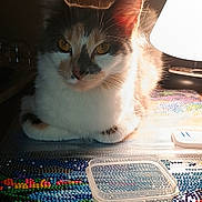 Dotty Daisy is registered to the contest to win money with this photo: animal, art, beads, cat, closeup, colorful, container, craft, diamond_painting, domestic_cat, fur, indoor, lamp, lighting, pet, relaxed, shadow, table, whiskers, yellow_eyes