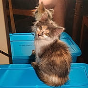 Dotty Daisy is registered to the contest to win money with this photo: kitten, cat, feline, pet, blue_container, mirror, reflection, person, phone, indoor, fur, curious, seated, golden_eyes, soft_light, wooden_chair, table, hand, casual_clothing, home