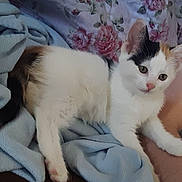 Honeybug is registered to the contest to win money with this photo: cat, kitten, calico, animal, pet, feline, fur, whiskers, ears, blanket, blue, floral, pattern, human_arm, resting, cute, indoor, soft, relaxed, curious