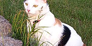 Honeybug is registered to the contest to win money with this photo: cat, calico, grass, outdoor, rocks, leash, pet, animal, nature, fur, whiskers, ears, eyes, sitting, greenery, sunlight, calm, quiet, mammal, domestic