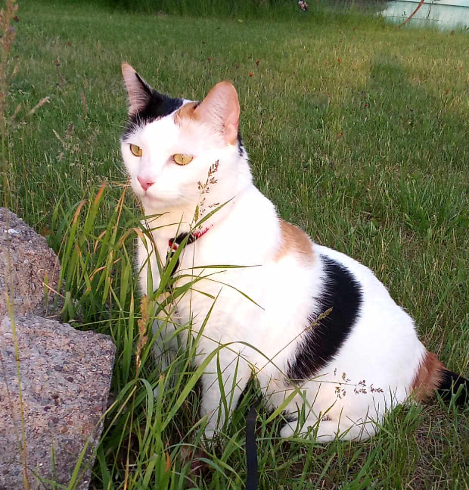 Honeybug is registered to the contest to win money with this photo: cat, calico, grass, outdoor, rocks, leash, pet, animal, nature, fur, whiskers, ears, eyes, sitting, greenery, sunlight, calm, quiet, mammal, domestic