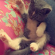 Anchor joined the competition — help win amazing prizes! kitten, cat, pet, animal, feline, cute, paw, tail, fluffy, sitting, indoor, cushion, fabric, pattern, colorful, resting, young, small, whiskers, ears