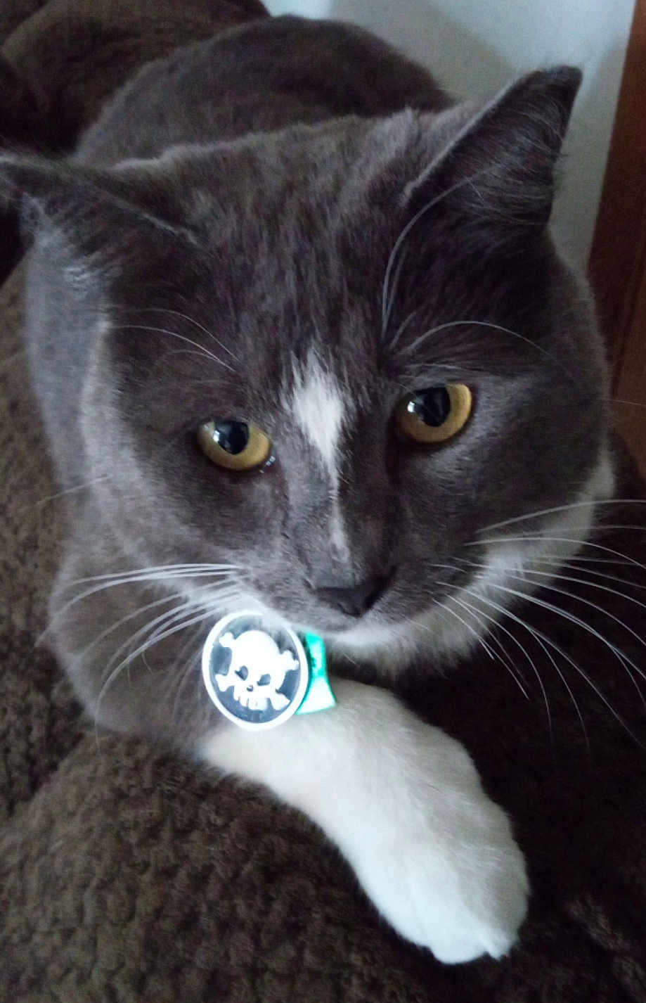 Anchor joined the competition — help win amazing prizes! cat, grey_cat, white_paw, yellow_eyes, collar, skull_emblem, close_up, pet, domestic_cat, feline, whiskers, fur, indoor, blanket, resting, curious, animal, cute, portrait, soft_texture