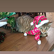 Leibschkin is registered to the contest to win money with this photo: animal, cat, christmas_hat, costume, cozy, curious, cute, decor, eyes, feline, festive, green_plant, holiday, indoor, pet, scarf, seasonal, tabby, table, wooden_surface