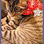 Leibschkin is registered to the contest to win money with this photo: cat, tabby_cat, bandana, red_bandana, sheriff_badge, pet, animal, fur, whiskers, striped, indoor, resting, cute, closeup, mammal, domestic_animal, relaxed, soft_texture, sitting, calm