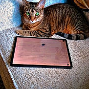 Leibschkin joined the competition — help win amazing prizes! cat, tabby, green_eyes, couch, tablet, bug, indoor, pet, relaxed, feline, curious, striped, fur, whiskers, ears, paw, tail, technology, screen, home