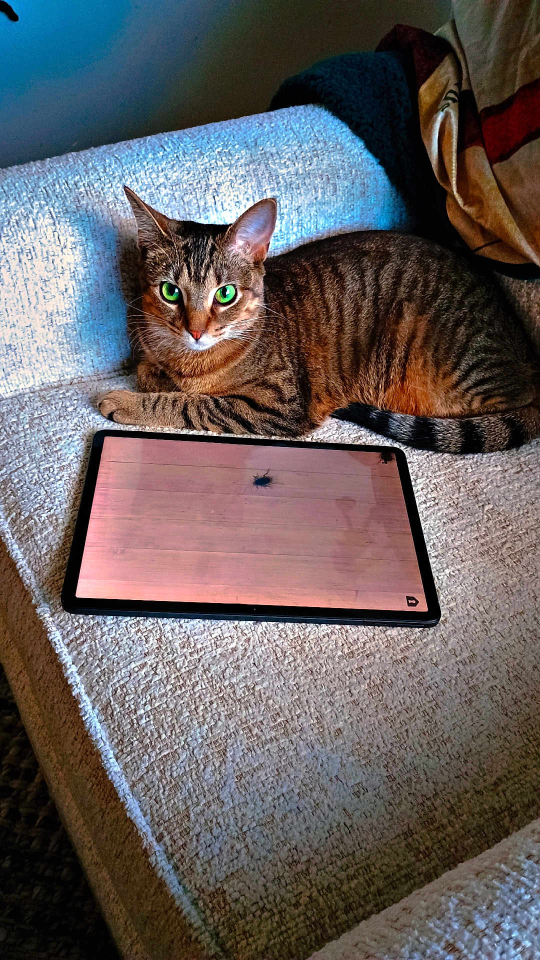Leibschkin joined the competition — help win amazing prizes! cat, tabby, green_eyes, couch, tablet, bug, indoor, pet, relaxed, feline, curious, striped, fur, whiskers, ears, paw, tail, technology, screen, home