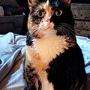 Little Face joined the competition — help win amazing prizes! cat, calico_cat, pet, animal, feline, whiskers, ears, eyes, fur, indoor, blanket, furniture, cozy, sitting, portrait, domestic, cute, closeup, attention, soft