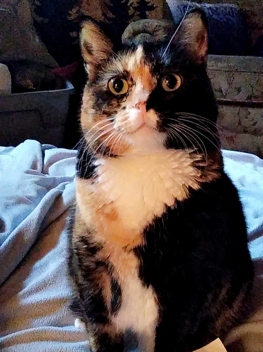 Little Face joined the competition — help win amazing prizes! cat, calico_cat, pet, animal, feline, whiskers, ears, eyes, fur, indoor, blanket, furniture, cozy, sitting, portrait, domestic, cute, closeup, attention, soft