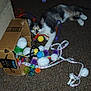 Little Face is registered to the contest to win money with this photo: cat, carpet, toy, cardboard_box, amazon_prime, colorful, ball, plush_toy, ribbon, indoor, pet, play, curious, animal, feline, paw, orange, purple, yellow, blue