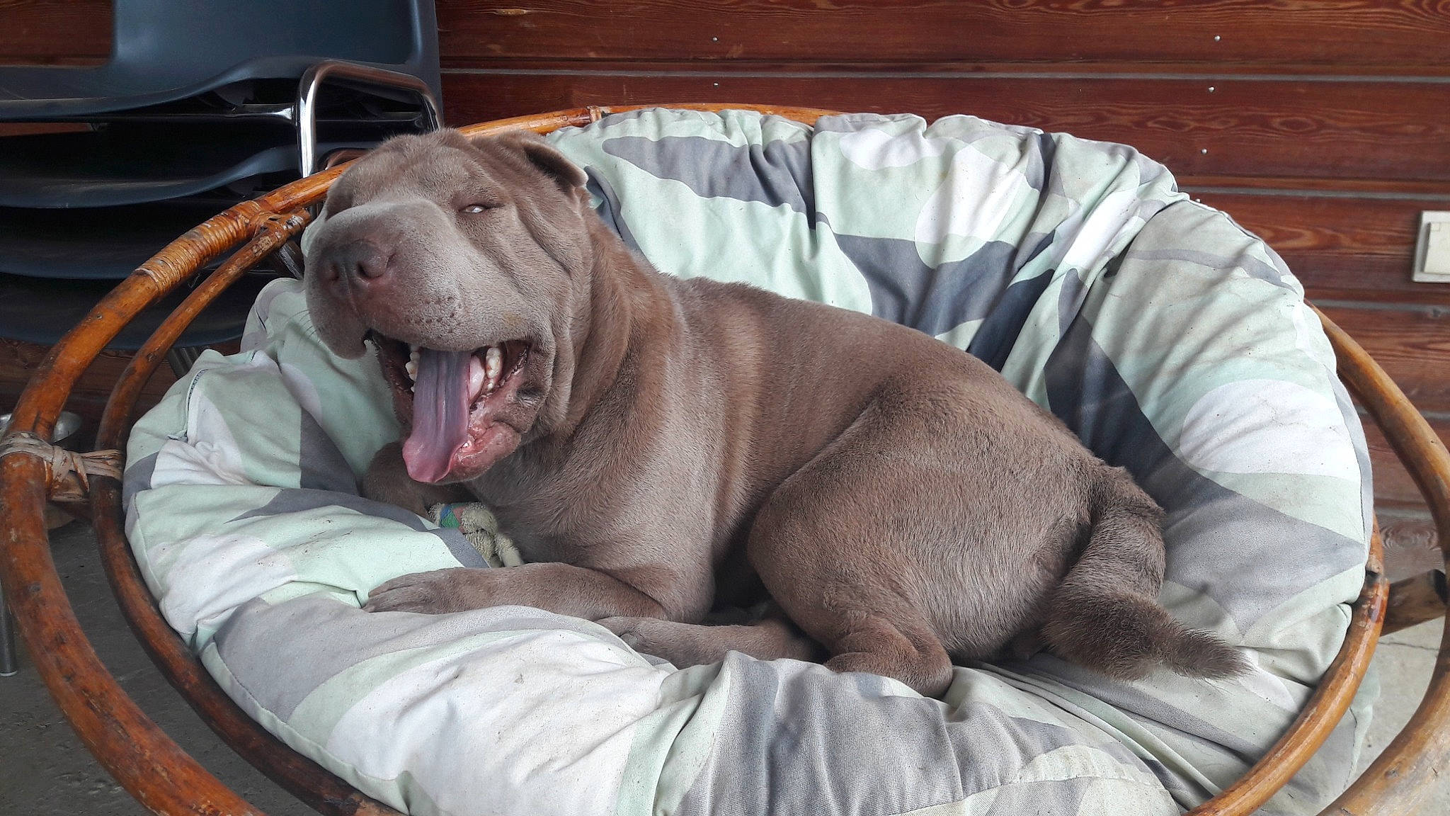 Roxy a rejoint le concours — aidez-le/la à gagner de superbes lots ! canidae, carnivore, collar, comfort, companion_dog, dog, dog_bed, dog_breed, dog_supply, fang, fawn, liver, pet_supply, snout, sporting_group, whiskers, wood, working_animal, wrinkle, yawn