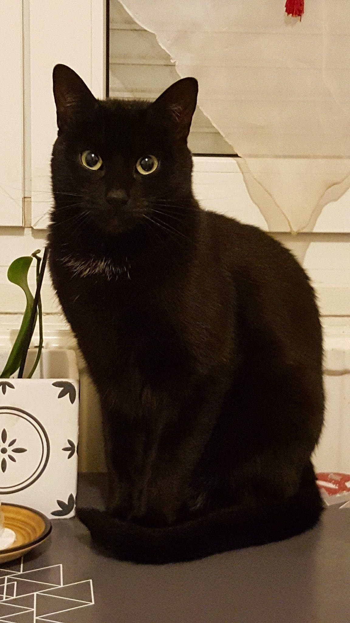 Carambar participe au concours pour gagner de l'argent avec cette photo : asian, black, black_cat, bombay, british_shorthair, burmese, carnivore, cat, chartreux, domestic_short_haired_cat, felidae, korat, mammal, small_to_medium_sized_cats, tail, whiskers