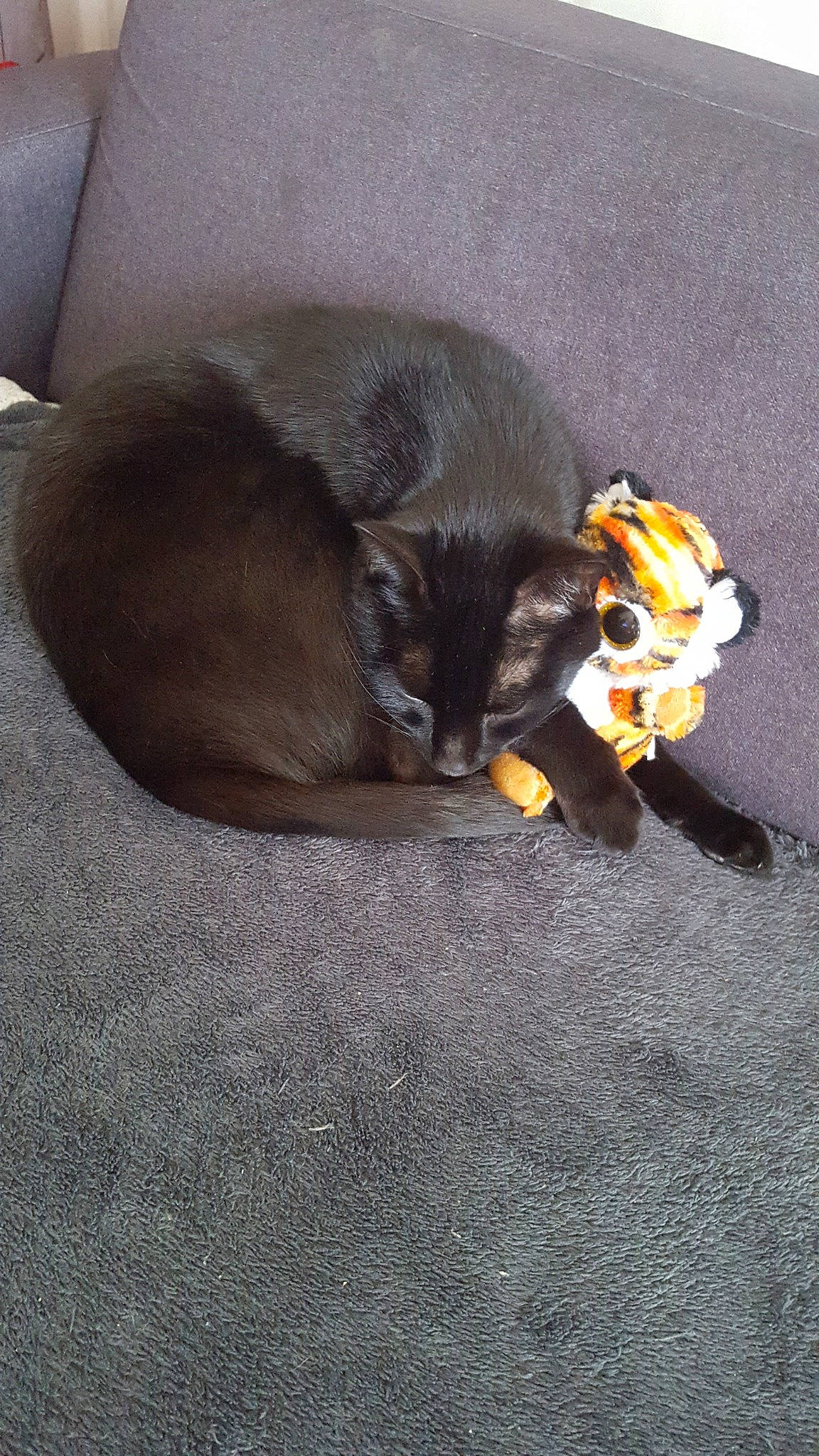 Carambar a rejoint le concours — aidez-le/la à gagner de superbes lots ! black_cat, carnivore, cat, domestic_short_haired_cat, felidae, kitten, korat, small_to_medium_sized_cats, tail, whiskers