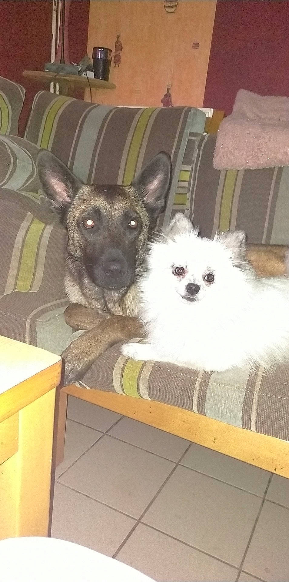 Ruby participe au concours pour gagner de l'argent avec cette photo : canidae, carnivore, chair, comfort, companion_dog, desk, dog, dog_breed, dog_supply, fawn, fur, furniture, mammal, pet_supply, small_terrier, sporting_group, table, toy_dog, whiskers, working_animal