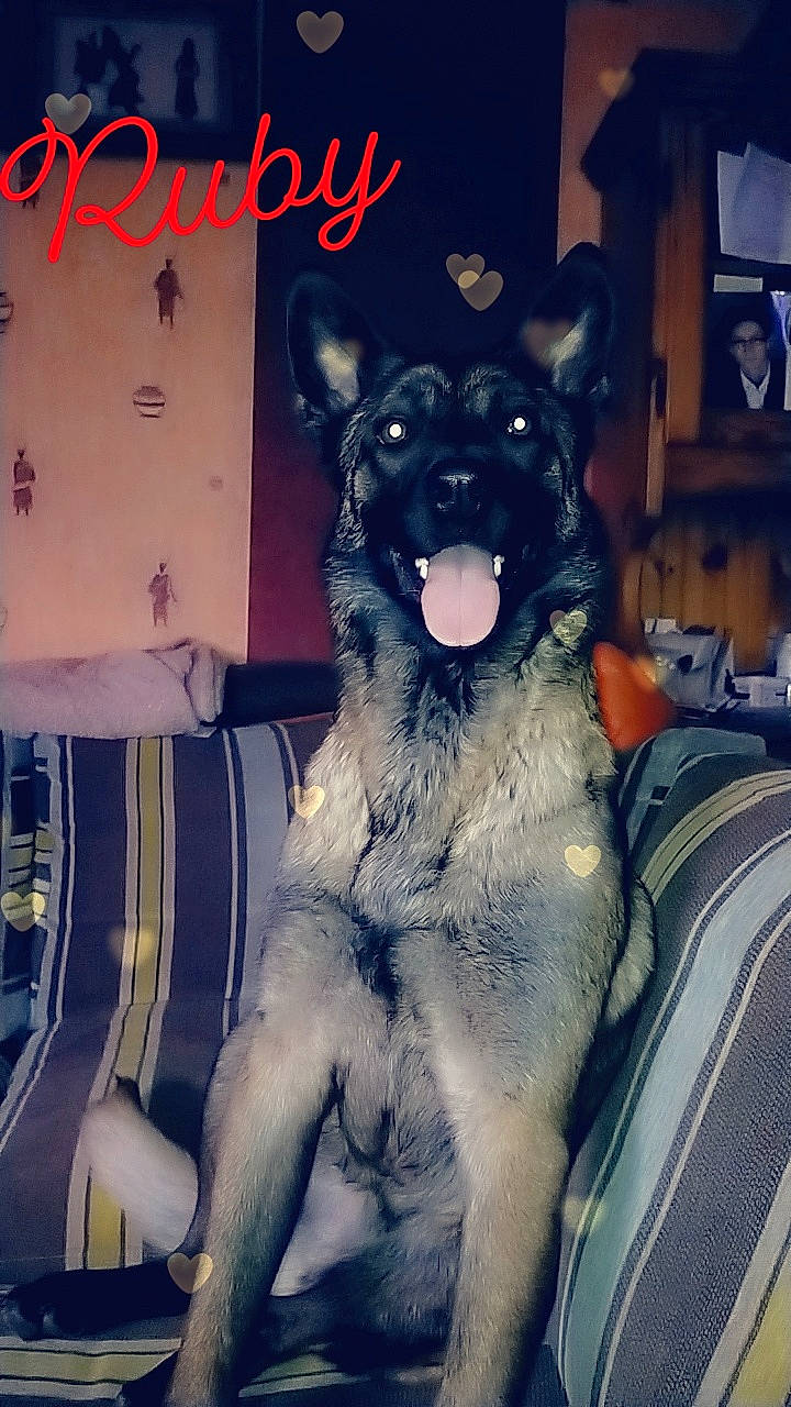 Ruby participe au concours pour gagner de l'argent avec cette photo : canidae, carnivore, companion_dog, dog, dog_breed, electric_blue, fang, fawn, felidae, fur, paw, photo_caption, small_to_medium_sized_cats, snout, sporting_group, stuffed_toy, tail, toy, whiskers, working_animal