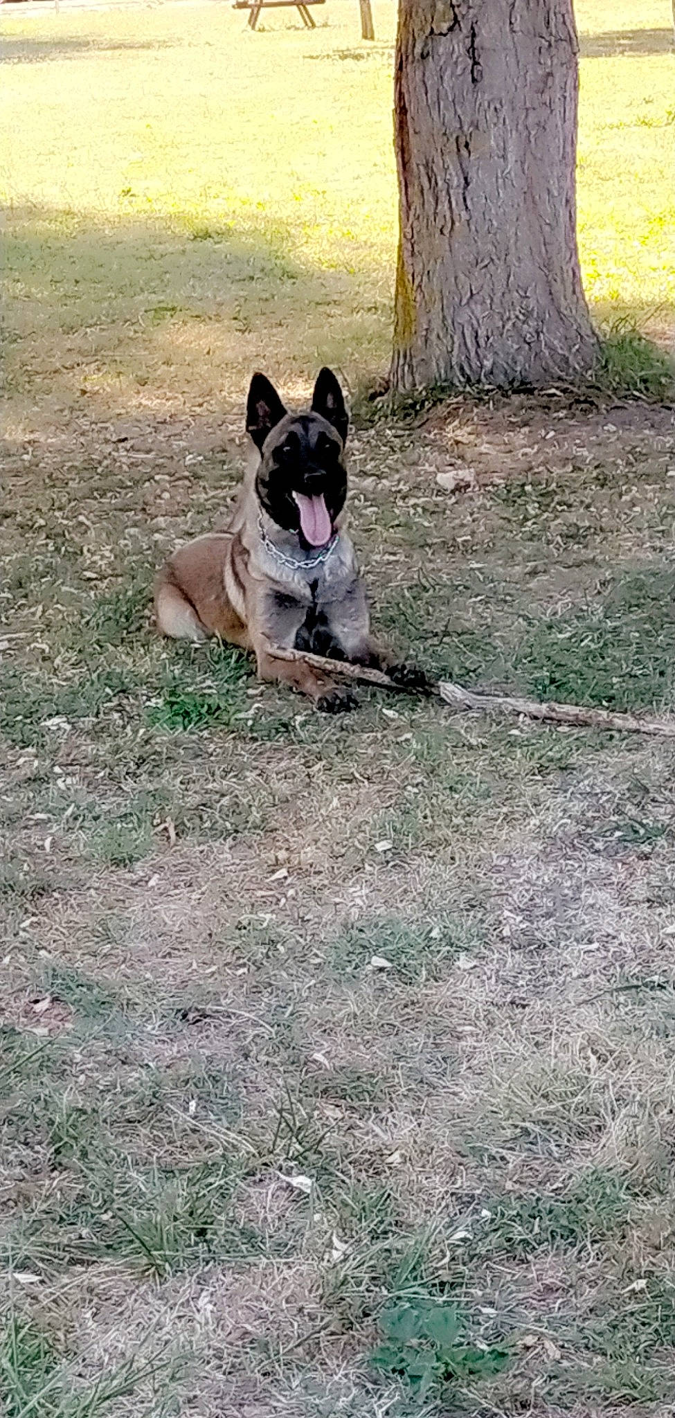 Ruby participe au concours pour gagner de l'argent avec cette photo : boston_terrier, bulldog, carnivore, companion_dog, dog, dog_breed, fawn, french_bulldog, grass, molosser, plant, snout, soil, sporting_group, tail, terrestrial_animal, tree, trunk, working_animal, working_dog