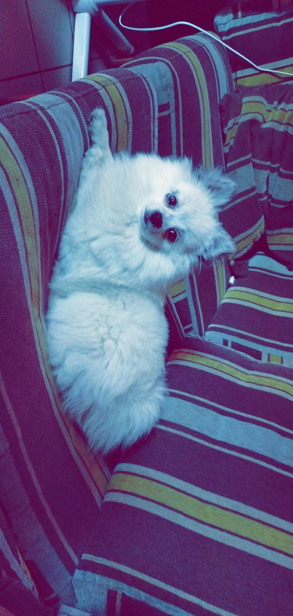 Maya participe au concours pour gagner de l'argent avec cette photo : canidae, carnivore, comfort, companion_dog, dog, dog_breed, dog_supply, electric_blue, fawn, fur, japanese_spitz, magenta, non_sporting_group, pattern, spitz, sporting_group, toy_dog, volpino_italiano, working_animal