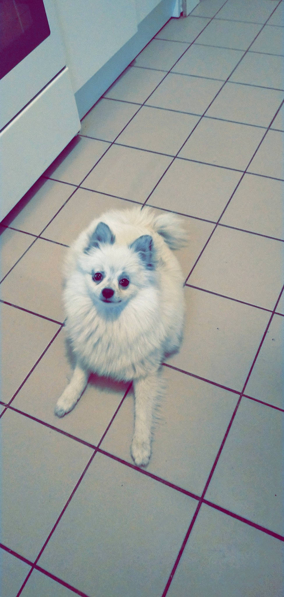 Maya participe au concours pour gagner de l'argent avec cette photo : canidae, carnivore, companion_dog, dog, dog_breed, felidae, floor, flooring, fur, german_spitz, paw, small_to_medium_sized_cats, snout, spitz, sporting_group, tail, tile_flooring, toy_dog, volpino_italiano, whiskers