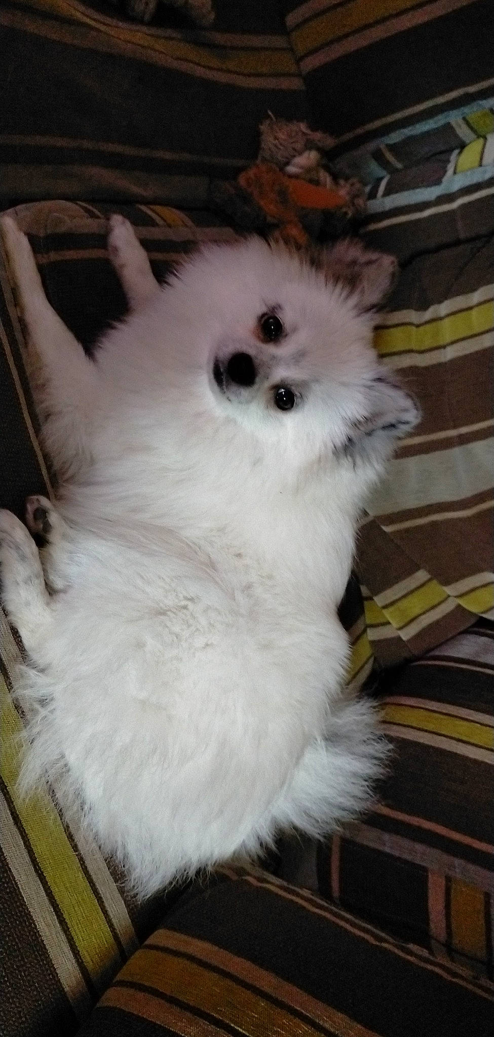 Maya a rejoint le concours — aidez-le/la à gagner de superbes lots ! ancient_dog_breeds, canidae, carnivore, chair, companion_dog, dog, dog_breed, fawn, fur, head, maltepoo, non_sporting_group, snout, spitz, sporting_group, tail, toy_dog, volpino_italiano, whiskers, working_animal