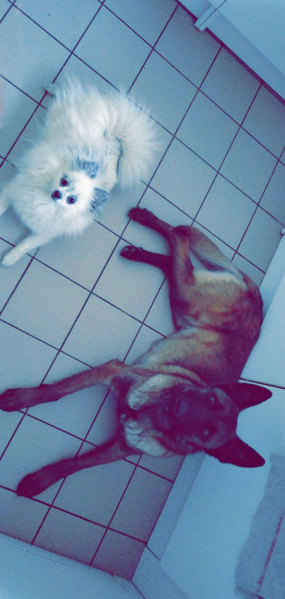 Maya participe au concours pour gagner de l'argent avec cette photo : art, canidae, carnivore, cloud, companion_dog, dog, dog_breed, felidae, flooring, fur, line, mammal, paw, small_to_medium_sized_cats, sporting_group, tail, toy_dog, vertebrate, whiskers, white