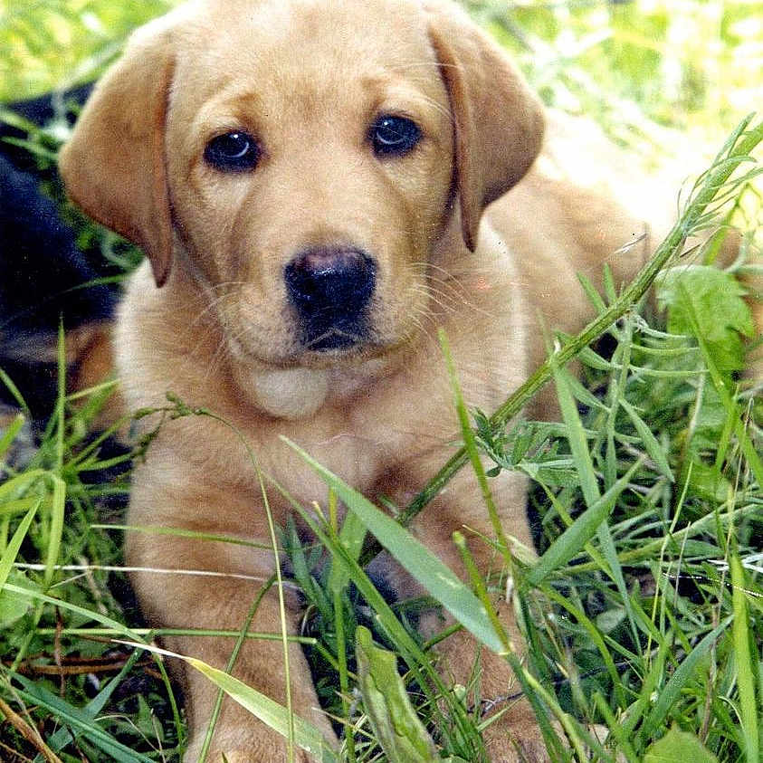 Otis