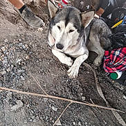 Airia joined the competition — help win amazing prizes! husky, dog, canine, pet, resting, lying_down, paws, collar, dirt, gravel, shoes, legs, person, hat, backpack, plaid_shirt, bottle, outdoors, rocks, ground