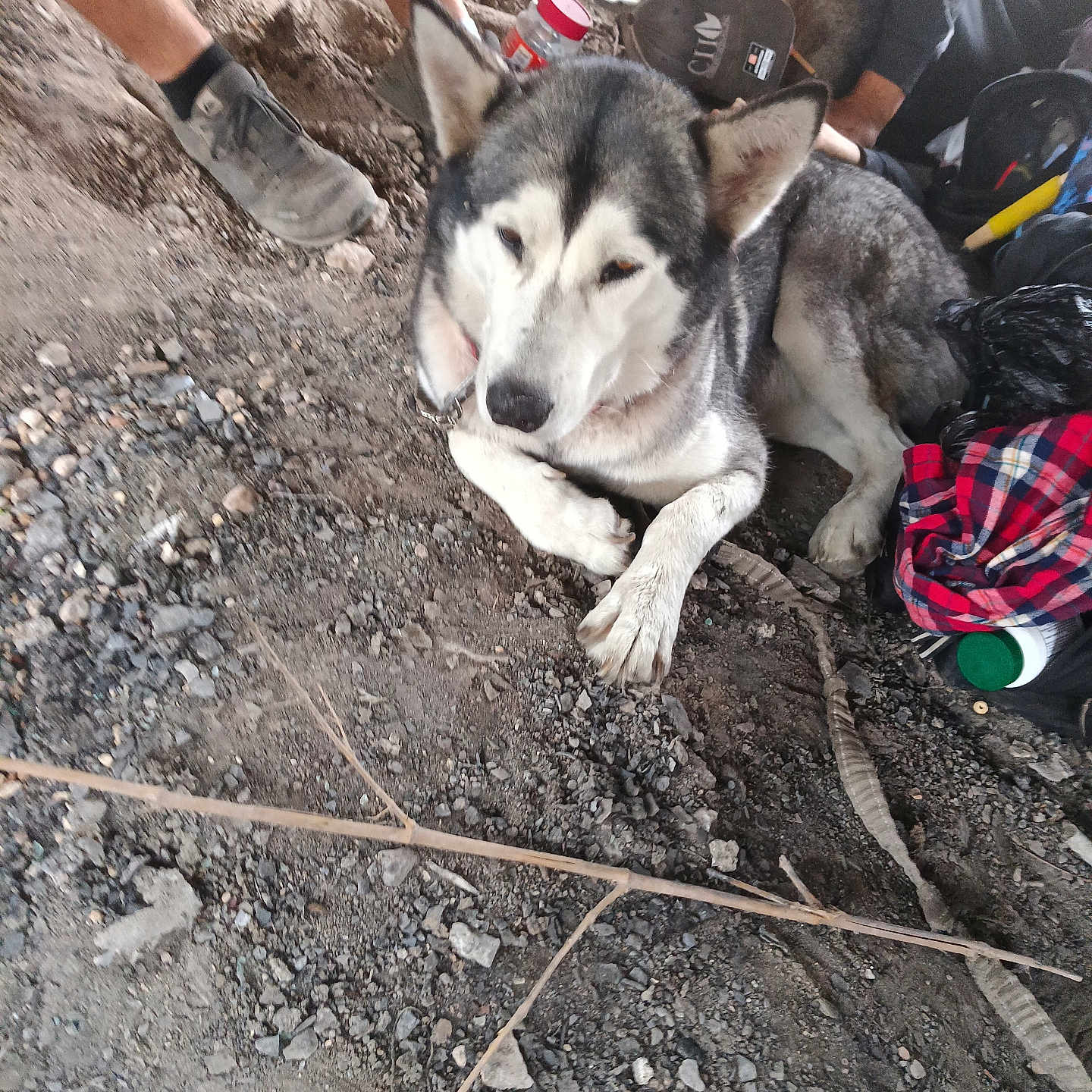Airia joined the competition — help win amazing prizes! backpack, bottle, canine, collar, dirt, dog, gravel, ground, hat, husky, legs, lying_down, outdoors, paws, person, pet, plaid_shirt, resting, rocks, shoes