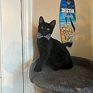 Bagheera is registered to the contest to win money with this photo: animal, black_cat, bow_tie, cat, cat_tree, curious, cute, decor, domestic_cat, ears, feline, furry, household, indoor, pet, portrait, sitting, surfboard, wall_art, whiskers