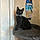 Bagheera