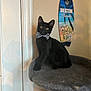 animal, black_cat, bow_tie, cat, cat_tree, curious, cute, decor, domestic_cat, ears, feline, furry, household, indoor, pet, portrait, sitting, surfboard, wall_art, whiskers