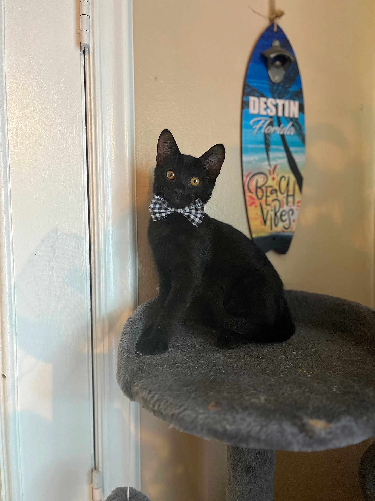Bagheera
