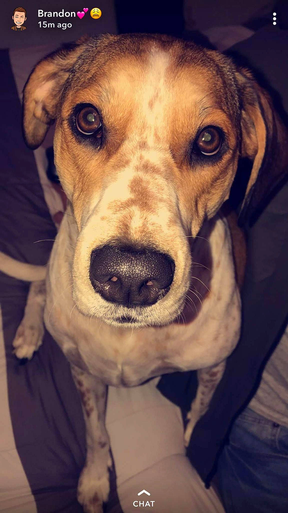 Theo is registered to the contest to win money with this photo: canidae, carnivore, circle, companion_dog, dog, dog_breed, dog_collar, ear, fawn, fur, happy, mammal, retriever, scent_hound, selfie, smile, snout, sporting_group, whiskers, working_animal