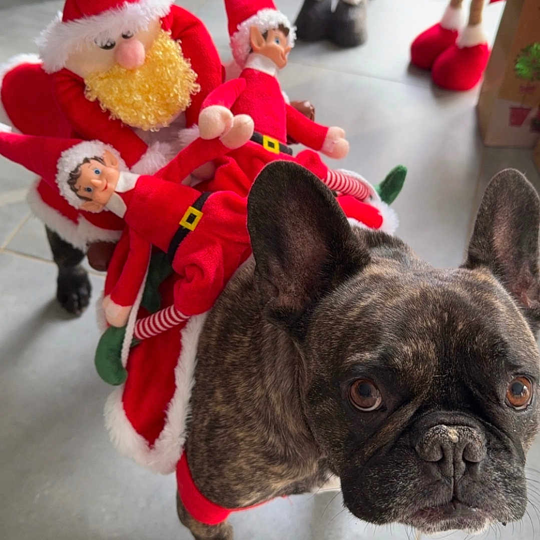 Oggy participe au concours pour gagner de l'argent avec cette photo : animal, baby, bostonbull, bulldog, canine, child, clothing, costume, dog, face, female, frenchbulldog, girl, head, person, pet, plush, puppy, toy, whitedog