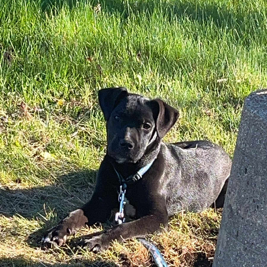 Lily joined the competition — help win amazing prizes! animal, black_dog, canine, collar, concrete_post, curious, daylight, dog, grass, leash, lying_down, nature, outdoor, pet, playful, puppy, resting, shadow, sunlight, young_dog
