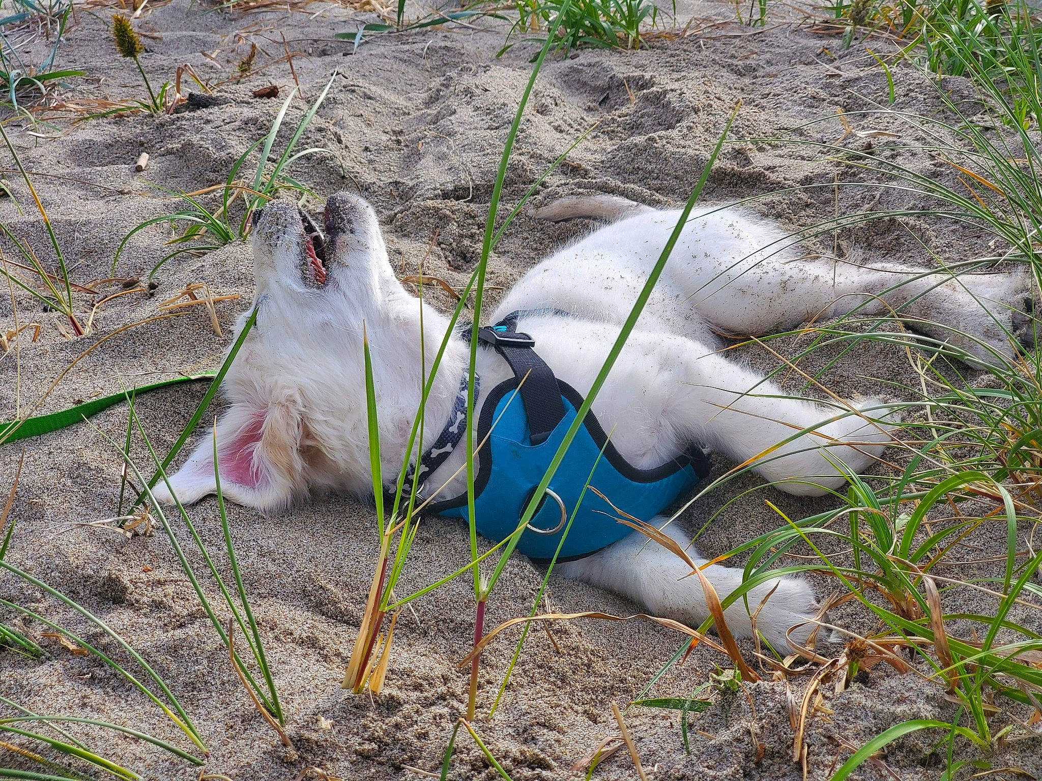 Charlie joined the competition — help win amazing prizes! canidae, carnivore, grass_family, non_sporting_group, plant, tail