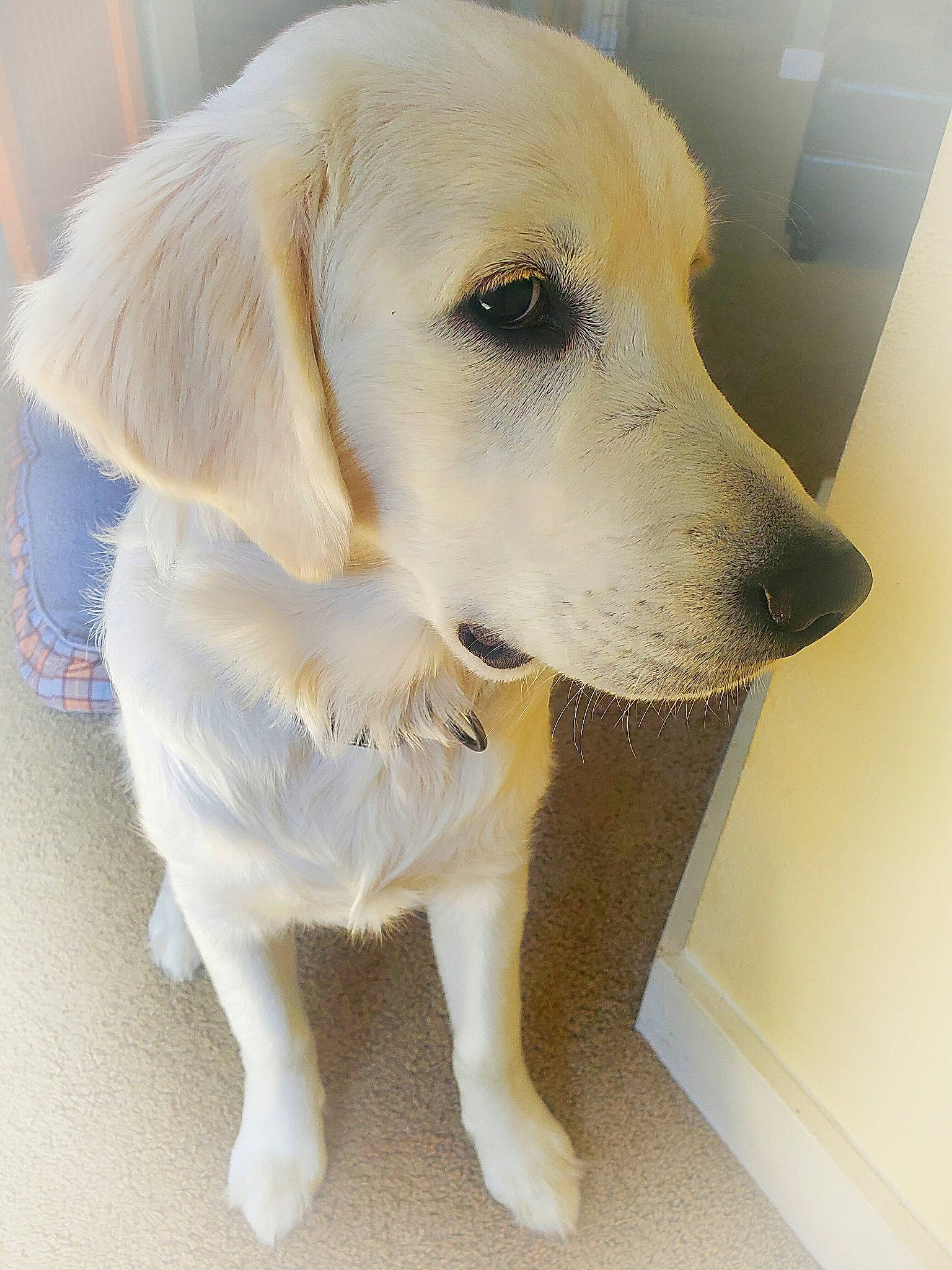 Charlie is registered to the contest to win money with this photo: akbash_dog, beagador, canidae, carnivore, companion_dog, dog, dog_breed, fawn, fur, golden_retriever, labrador_retriever, mammal, nose, puppy, rare_breed_dog, retriever, snout, sporting_group, tail, whiskers