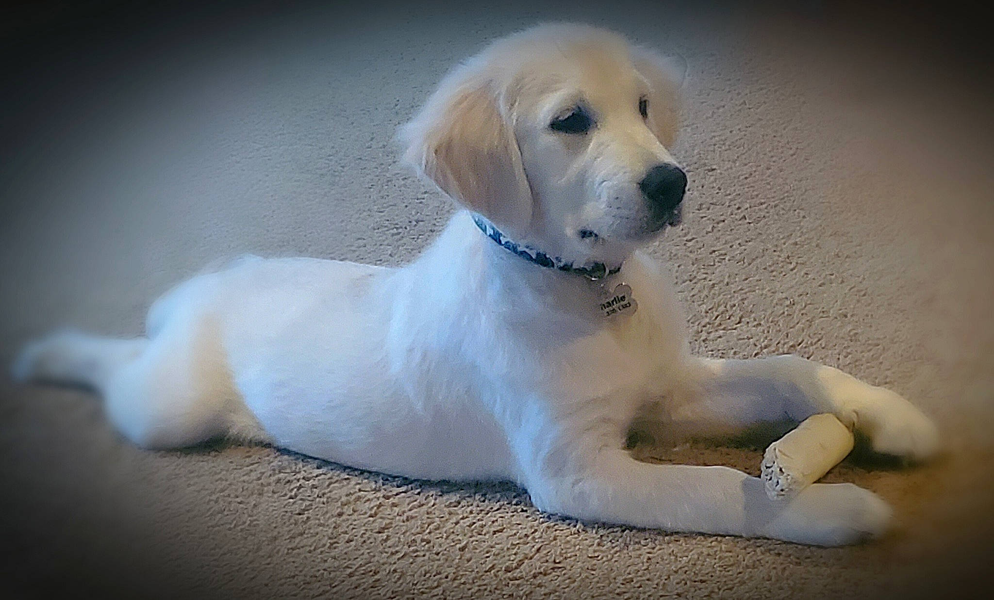 Charlie joined the competition — help win amazing prizes! akbash_dog, beagador, canidae, carnivore, companion_dog, dog, dog_breed, fawn, golden_retriever, labrador_retriever, mammal, puppy, puppy_love, rare_breed_dog, retriever, small_greek_domestic_dog, snout, sporting_group, tail, vertebrate