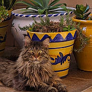 Phenix a rejoint le concours — aidez-le/la à gagner de superbes lots ! cat, tabby, long_hair, pet, animal, plant, pot, flower_pot, succulent, indoor_plant, floor, tile, feline, relaxed, resting, greenery, yellow_pot, decor, cute, domestic_animal