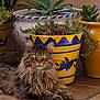 cat, tabby, long_hair, pet, animal, plant, pot, flower_pot, succulent, indoor_plant, floor, tile, feline, relaxed, resting, greenery, yellow_pot, decor, cute, domestic_animal